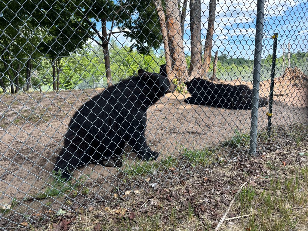 Oswald's Bear Ranch